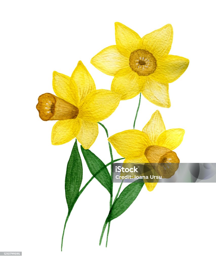 Ilustración de Acuarela Amarillo Narcisos Flores Aisladas Sobre Fondo  Blanco Hermosa Flor De Narciso De Primavera Pintada A Mano Ramo De Narciso  Diseño Floral De Primavera y más Vectores Libres de Derechos
