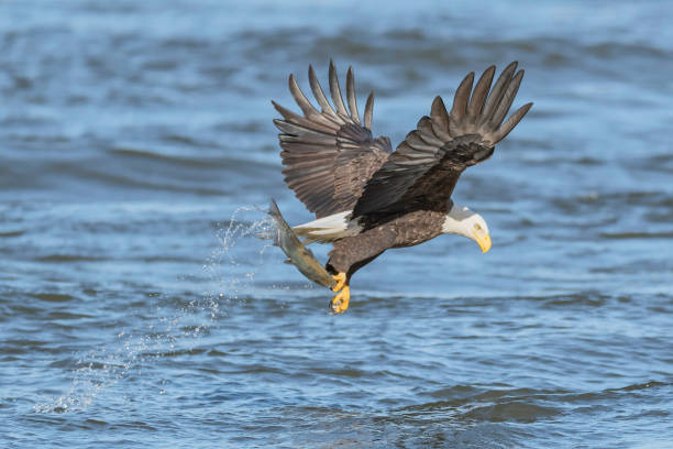 istock Bald eagle fish tailing in Susquehanna River - side view 1210799700