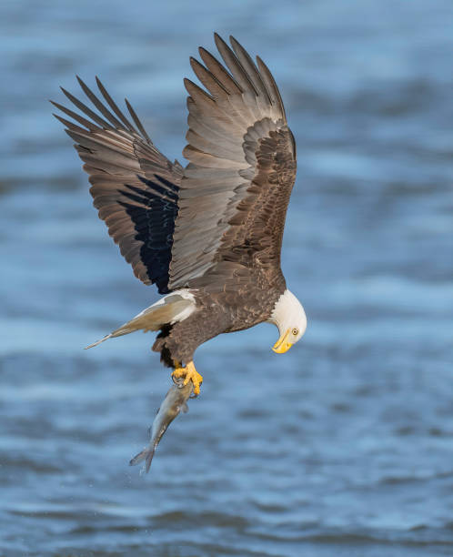 istock Bald eagle bending over and looking at its catch of fish above Susquehanna River 1210799744