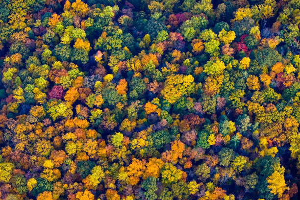 istock foliage aerial, Virginia 1210799812