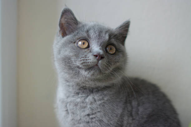 istock Little kitten on a dark background. 1210800438
