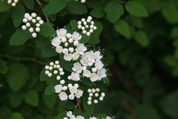 istock Lawn with wild white flowers. 1210800988
