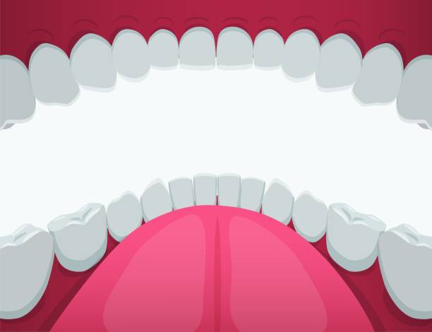 Cartoon human mouth white teeth view inside vector graphic illustration Cartoon human mouth white teeth view inside vector graphic illustration. Person clean healthy tooth with pink tongue and gum isolated on white background. Dental health care and orthodontic concept human mouth stock illustrations