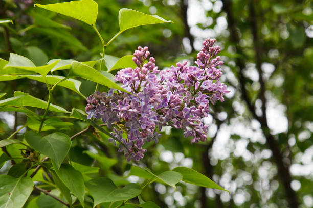 istock Lilac blooming are close. 1210801781
