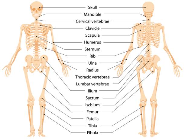 Human anatomical skeleton infographic front view and back view vector graphic illustration Human anatomical skeleton infographic front view and back view vector graphic illustration. Cartoon person body bones and skull with names to study medical biology system isolated on white sternum stock illustrations
