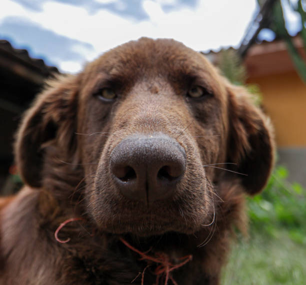 istock Street dog in Peru 1210805280