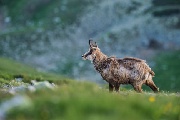 Chamois in Mountains. Chamois in Mountains. Rupicapra rupicapra. alpine chamois rupicapra rupicapra rupicapra stock pictures, royalty-free photos & images