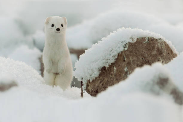 Mustela erminea like a state in winter snow. stock photo