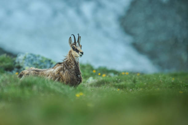 istock Chamois in Mountains. 1210806373