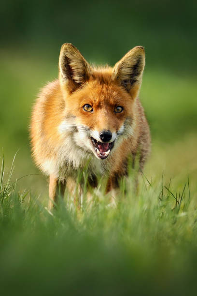istock Smart foxes in natural habitat. 1210806383