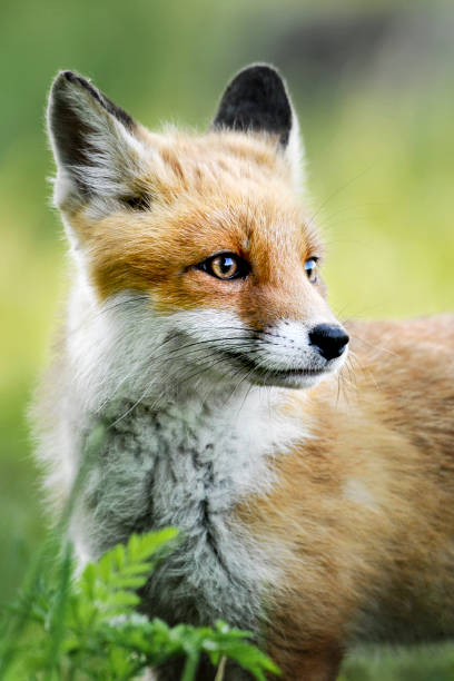 istock Smart foxes in natural habitat. 1210806398