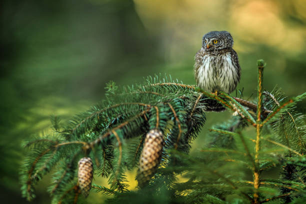 istock Small owl in natural habitat. 1210806445