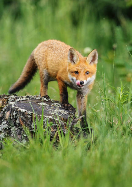 istock Smart foxes in natural habitat. 1210806463