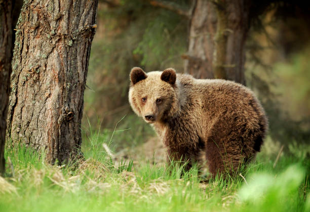 istock A brown bear in the green forest. 1210806469