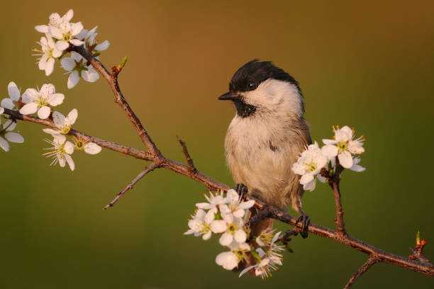 istock Bird Willow tit sitting on wooden stump with green moss. 1210806471