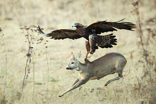 Eagle Attack catching doe. Falconry hunting.