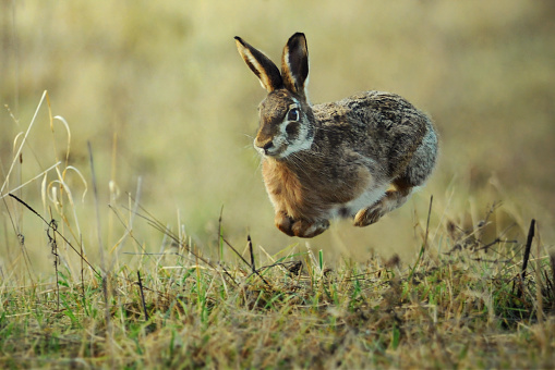 Hare running in the green field. Rabit in fly.