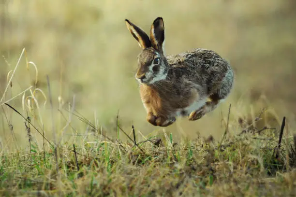 Photo of Hare running in the green field.