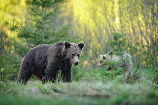 istock A brown bear in the green forest. 1210806540