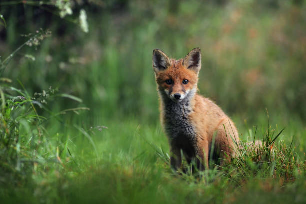 istock Smart foxes in natural habitat. 1210806565