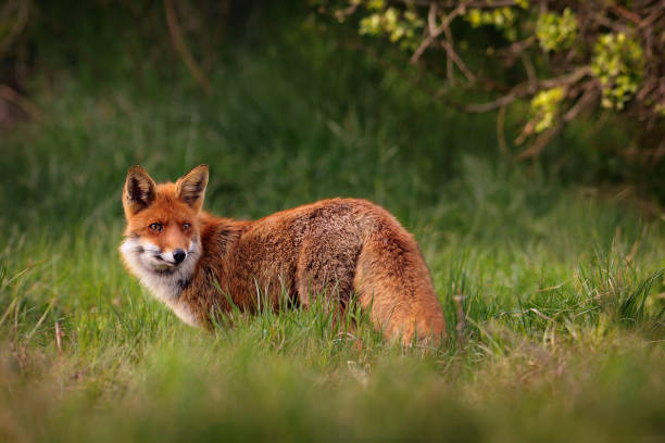istock Smart foxes in natural habitat. 1210806568