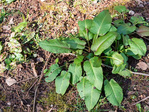 Botanical rumex obtusifolius in the spring
