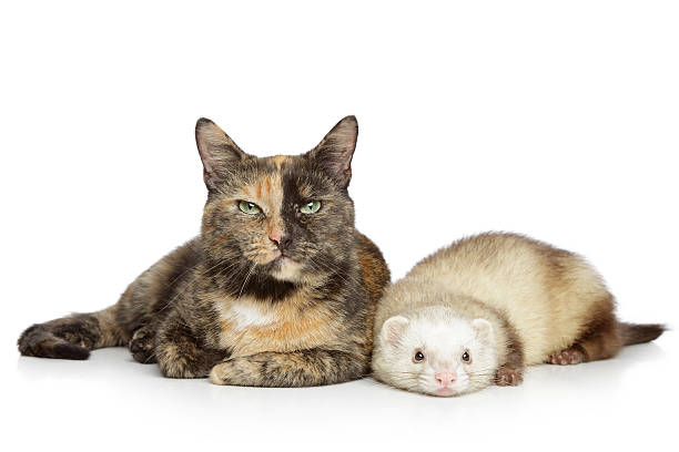 istock Cat and ferret on a white background 121080709