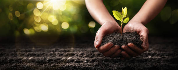istock Plant in Hands. Ecology concept. Nature Background 1210808218