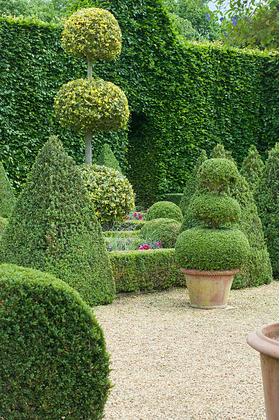 istock English boxwood garden 121080823