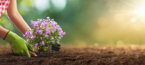istock Planting Flowers in a Garden Closeup 1210808232