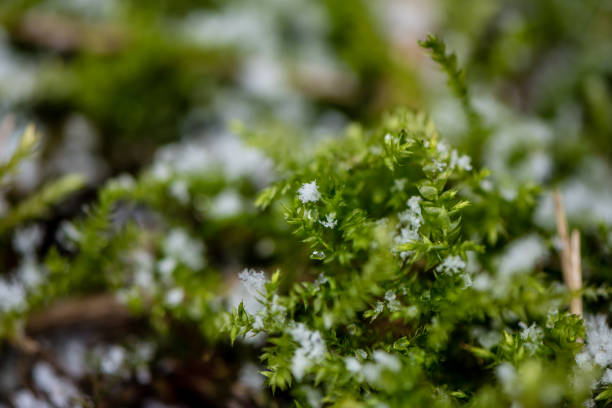 istock Macro of green moss 1210808525