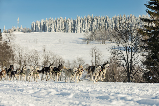 A team of four husky sled dogs running on a snowy wilderness road. Sledding with husky dogs in winter czech countryside. Husky dogs in a team in winter landscape.