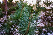weihnachtsbaum.jpg?b=1&s=170x170&k=20&c=jprHJgAbk_CbAdMM4Cm_X_F_qGueobbKeO2lhvGNFpY=