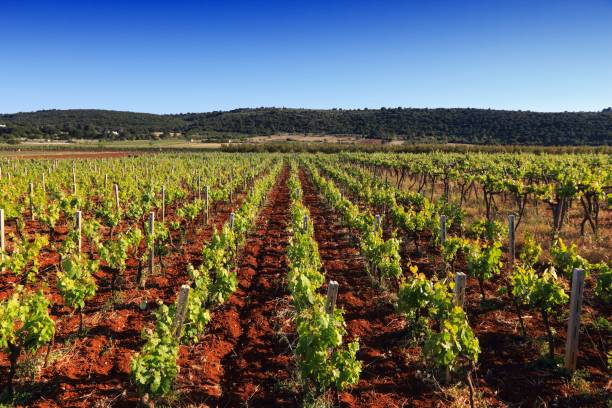 vinhedo da itália - wine region - fotografias e filmes do acervo