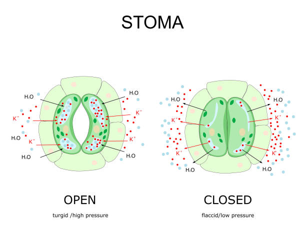 illustrazioni stock, clip art, cartoni animati e icone di tendenza di struttura del complesso stomatale - guard cells