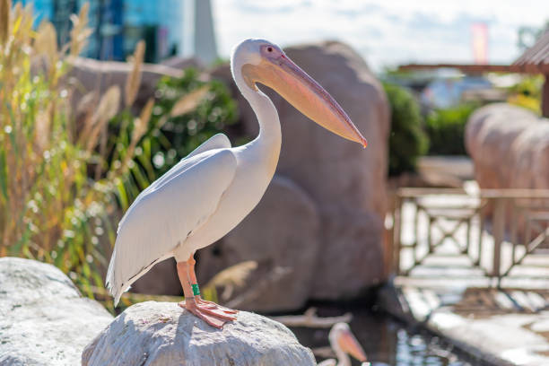 istock bird sunbathing in the park 1210813559