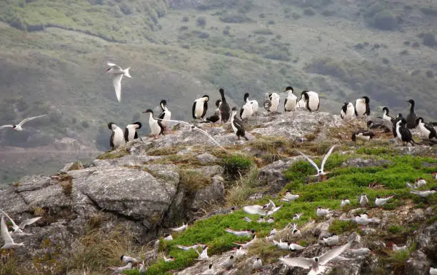 Photo of Group of birds gathering on rock island