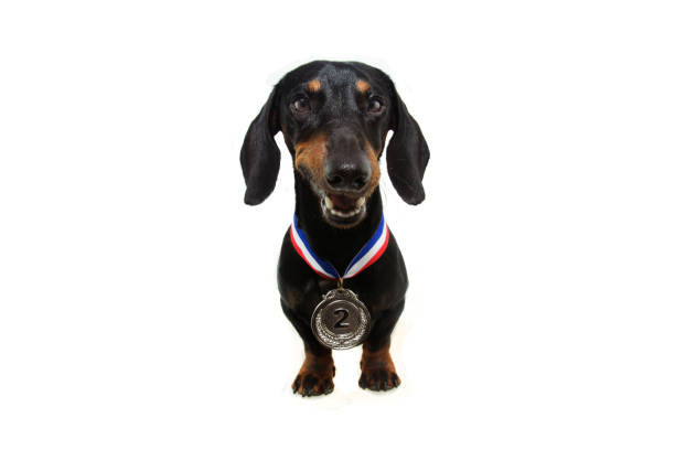 istock winner dog pet with silver medal, isolated on white background. 1210814684