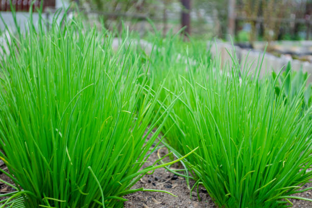 szczypiorek kwitnący (allium schoenoprasum) rosnący w ogrodzie - chive zdjęcia i obrazy z banku zdjęć