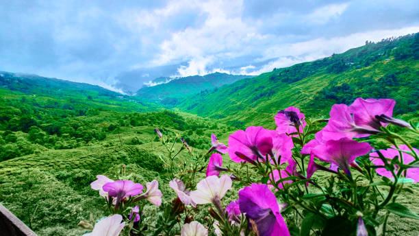 Panoramic view of Darjeeling Tea Estate