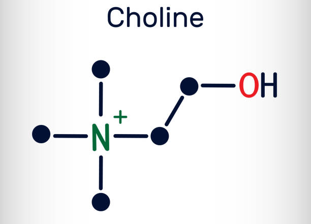 ilustraciones, imágenes clip art, dibujos animados e iconos de stock de colina, c5h14no+.vitamina-como molécula de nutrien esencial. es un componente de la lecitina. fórmula química estructural y modelo de moléculas - acetylcholine