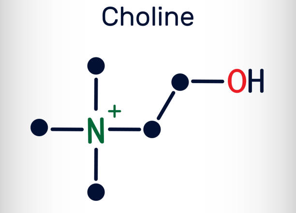 illustrations, cliparts, dessins animés et icônes de choline, c5h14no.vitamin-like essential nutrien molecule. c’est un constituant de la lécithine. formule chimique structurelle et modèle de molécule - lecithin