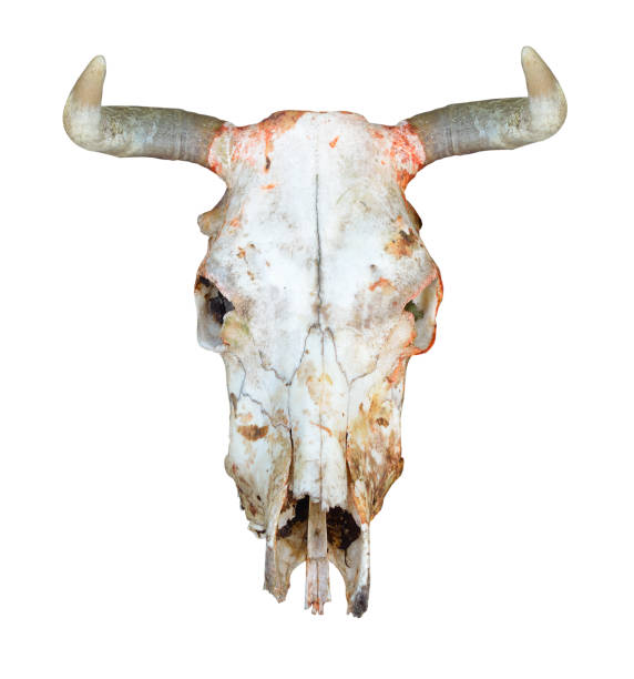 istock Bull or cow scull isolated on white background 1210816248