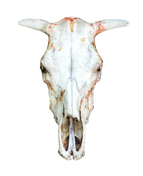 istock Bull or cow scull isolated on white background 1210816268