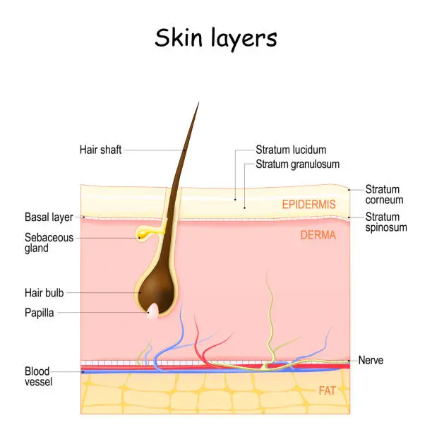 Vector illustration of Skin layers: Epidermis, Dermis, Hypodermis.