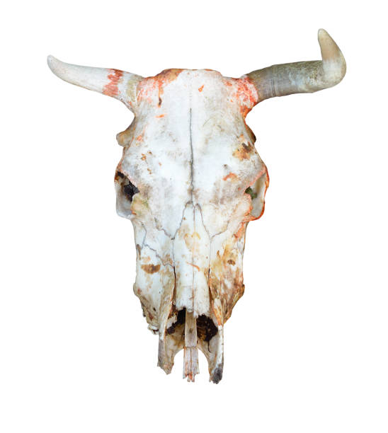 istock Bull or cow scull isolated on white background 1210816385