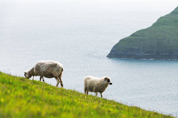 istock Morning view on the summer Faroe islands 1210817274