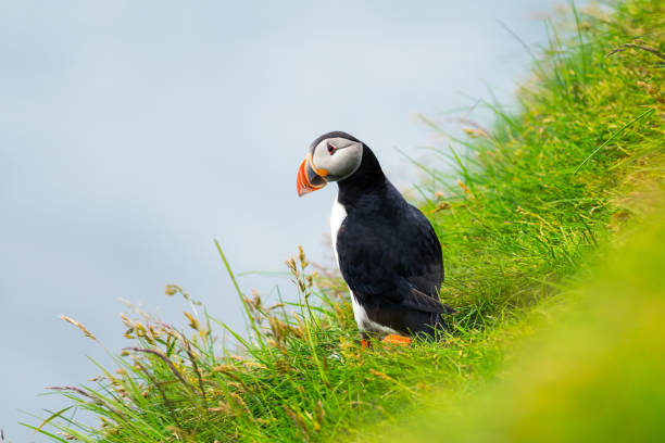Famous faroese bird - puffin Famous faroese bird - puffin on the edge of grassy coast of Faroe island Mykines in Atlantic ocean. Faroe islands, Denmark. Animal photography mykines faroe islands photos stock pictures, royalty-free photos & images