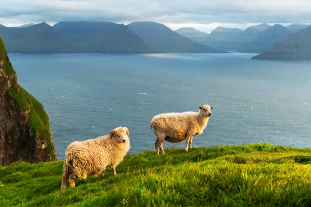 Morning view on the summer Faroe islands with two sheeps on a foreground. Kalsoy island, Denmark. Landscape photography