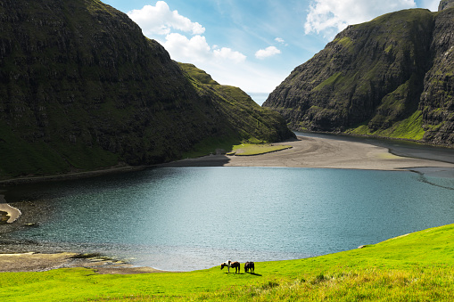 Amazing summer view on Pollurin Laguna in Saksun village. Beauty landscape with two horses on lush green meadow and high mountains. Streymoy island, Faroe Islands, Denmark.